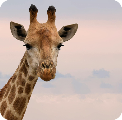 Foto da Paisagem da África do Sul